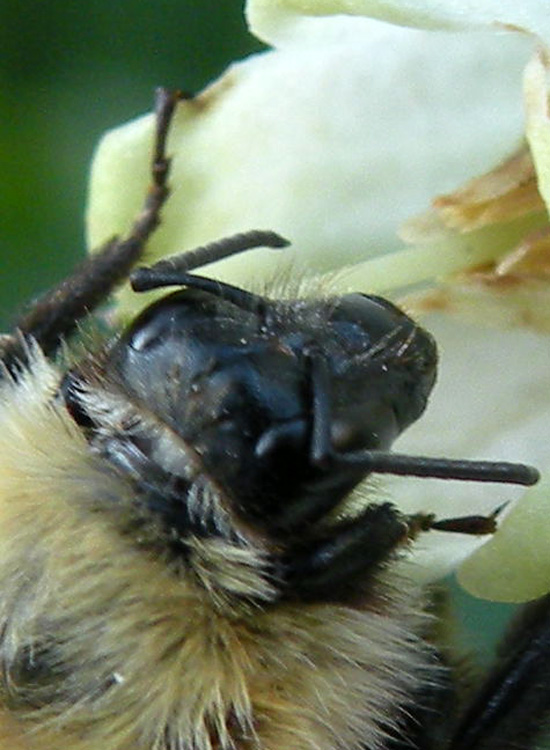 Probabile Bombus pascuorum